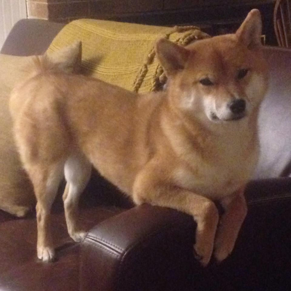 中国篮球裁判全国普及培训班圆满结束，裁判水平提升明显，中国篮球裁判国家级考试时间安排表