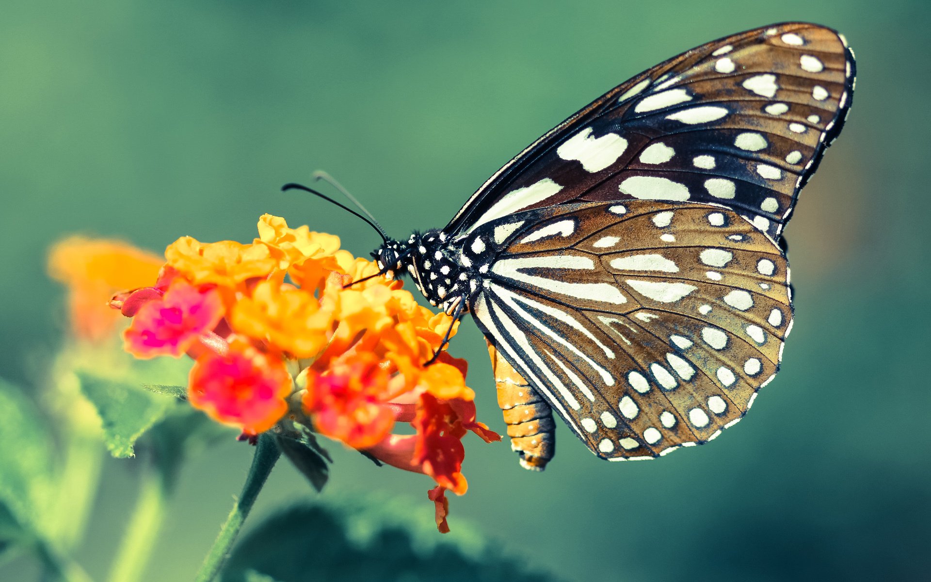 坦克世界“钢铁之巅”冠军对抗赛正式启幕,钢铁联赛