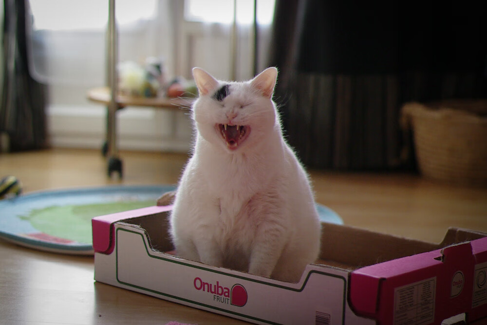 意大利在欧洲杯预选赛中1-1战平比利时,双方各取一分。,2021欧洲杯意大利和比利时