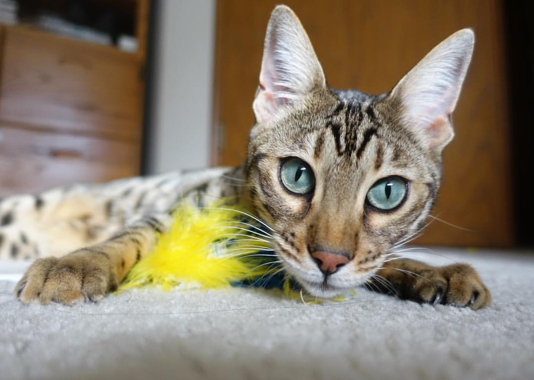 攀岩速度赛，挑战极限的快感爆棚，攀岩速度比赛发令