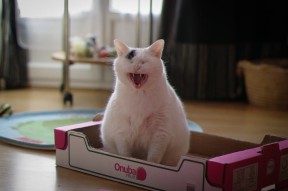 Kaiyun官方登录入口-_智能跳绳比赛：科技助力健康运动_，智能跳绳挑战赛