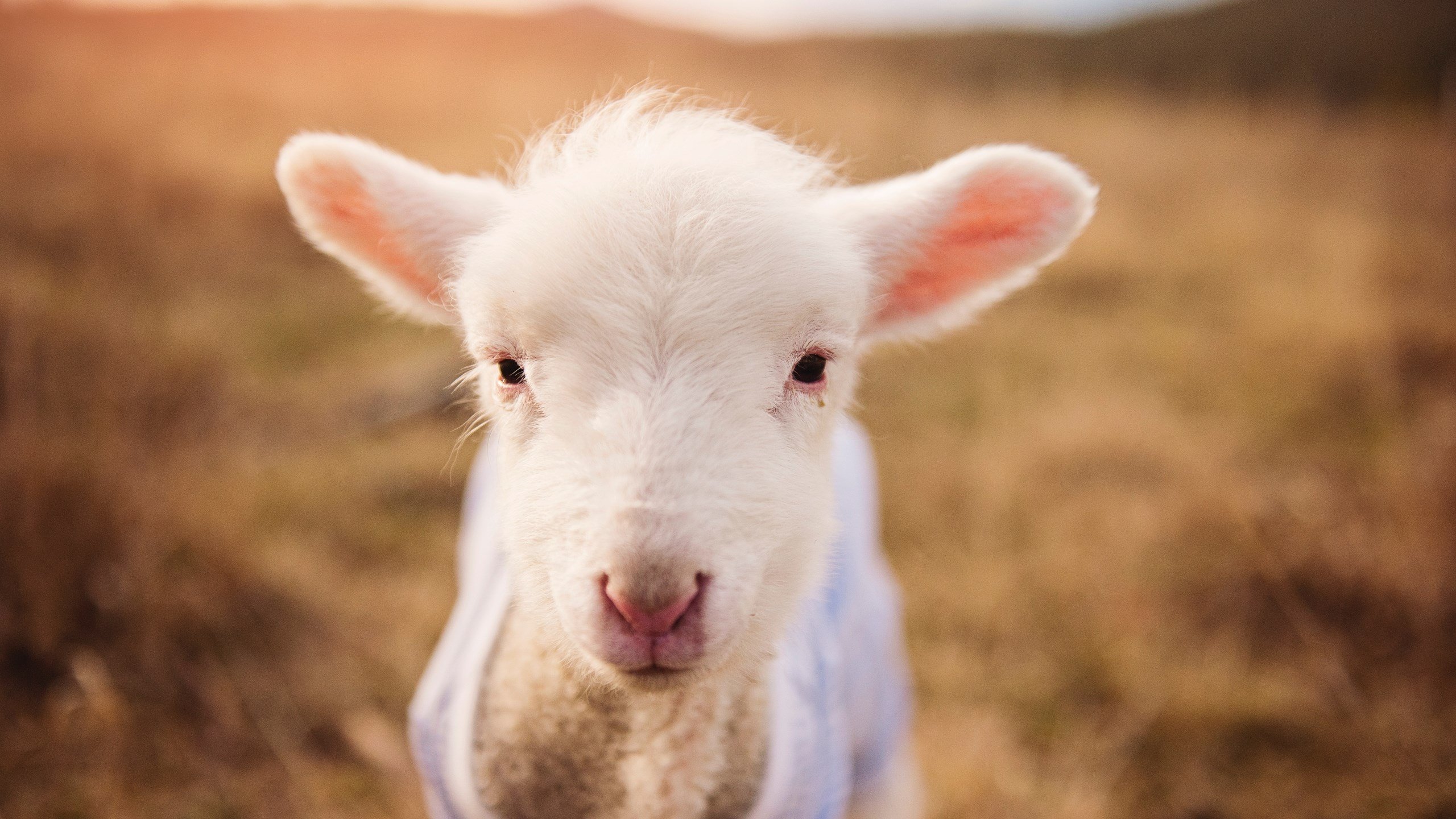 _森林狼保持冲击季后赛的良好势头_,森林狼下赛季