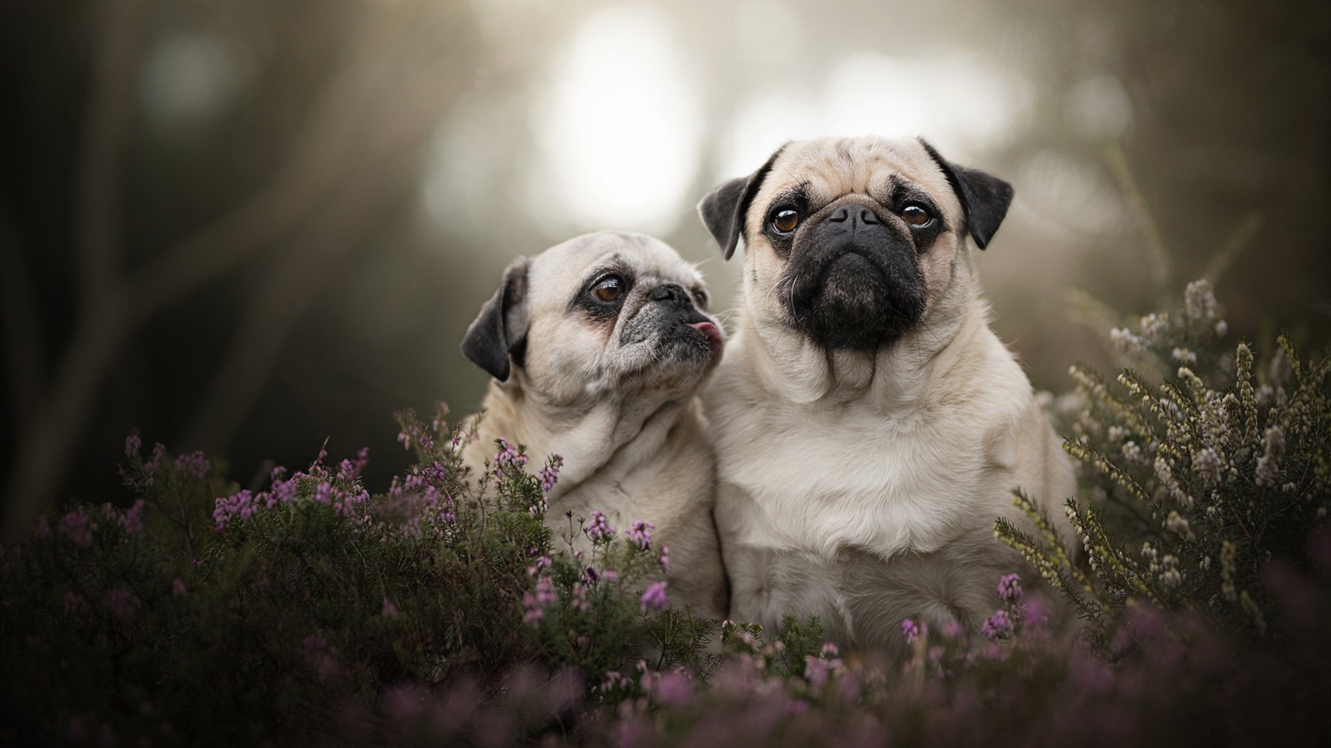 _森林狼保持冲击季后赛的良好势头_,森林狼下赛季
