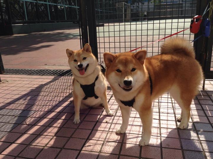 业余选手到职业选手的成长路径调查，职业选手和业余选手的区别感悟